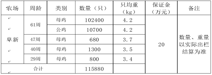 淘汰雞.jpg